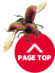 PAGE TOP
